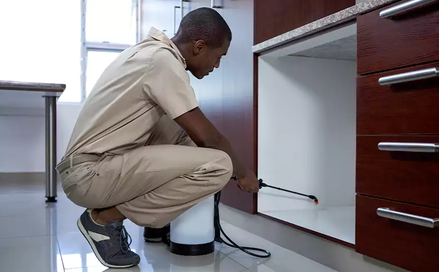 Top-Notch Pest Control in Mission Viejo