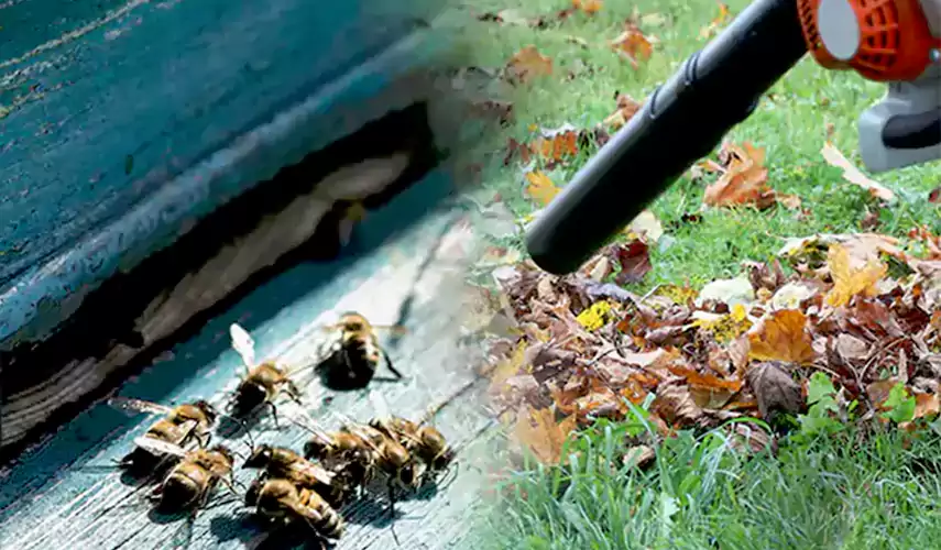 Wasps Pest Control Mission Viejo, CA