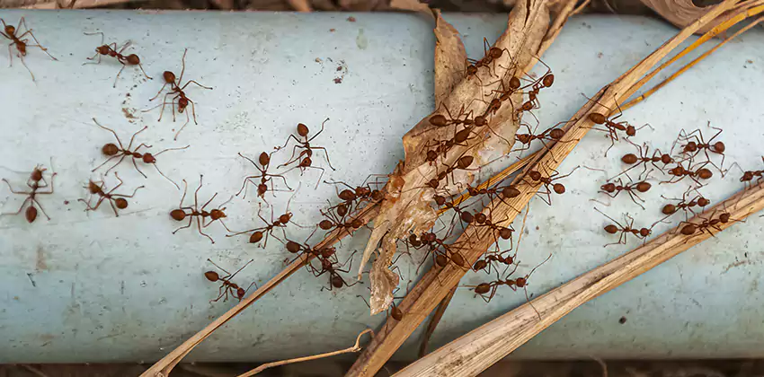 Fire Ant Extermination in Yards, Parks, and Outdoor Spaces Mission Viejo, CA