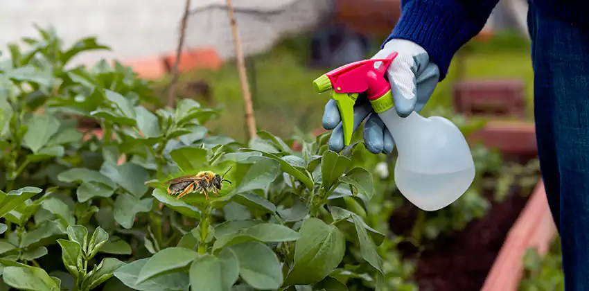 Carpenter Bee Treatment for Bedrooms Mission Viejo, CA