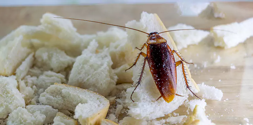 Cockroach Pest Control for Bedrooms in Mission Viejo, CA