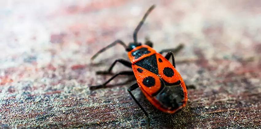 Flea Control for Humans Mission Viejo, CA