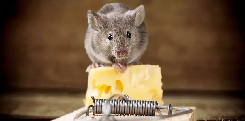 Mice Extermination for Bedrooms in Mission Viejo, CA