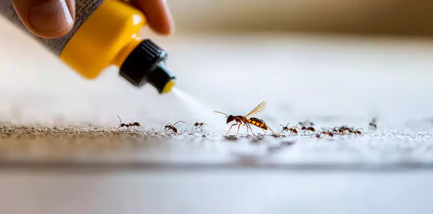 Pest Extermination for Bedrooms in Mission Viejo, CA