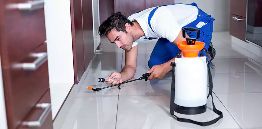 Protect Your Home with Our Pest Inspection Services Mission Viejo, CA