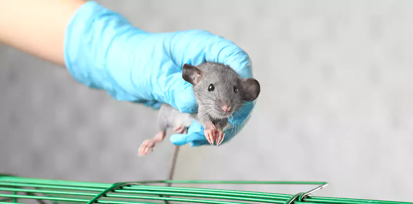 Rat Inspection for Bedrooms Mission Viejo, CA