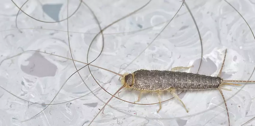 Silverfish Control for Bedrooms Mission Viejo, CA