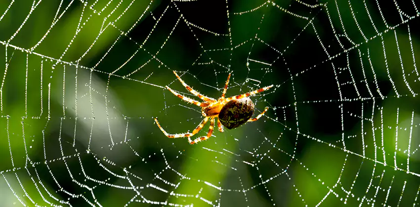 Organic and Chemical Spider Control Options Mission Viejo, CA