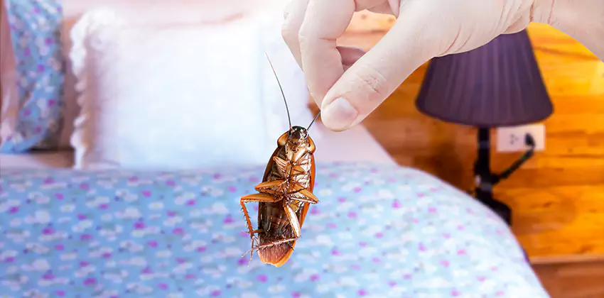 Thrips Treatment for Bedrooms Mission Viejo, CA