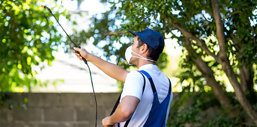 Wasp Control for Bedrooms Mission Viejo, CA
