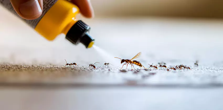 cockroach-pest-control in Mission Viejo, CA