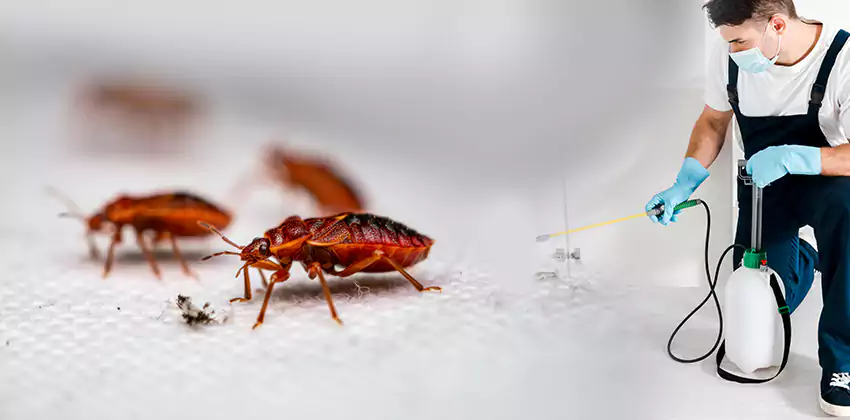 flea-control in Mission Viejo, CA