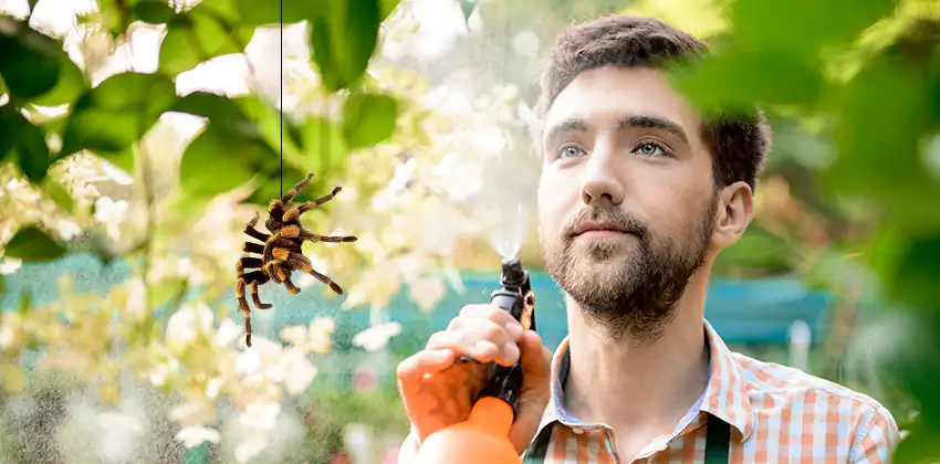 spider-exterminator in Mission Viejo, CA