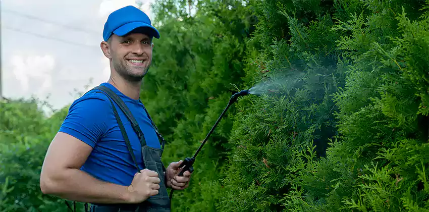 wasp-pest-control in Mission Viejo, CA