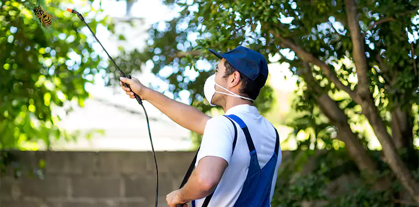 yellow-jacket-exterminator in Mission Viejo, CA