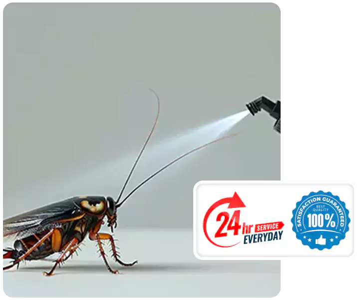 About Cockroach Pest Control Mission Viejo