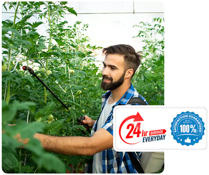 About Whitefly Treatment Mission Viejo